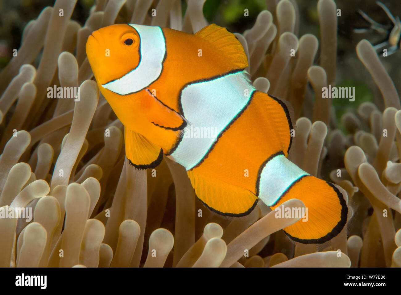 False clown anemonefish (Amphiprion perideraion) con il suo ospite anemone marittimo (Heteractis magnifica). Lembeh strait, Nord Sulawesi, Indonesia. Foto Stock