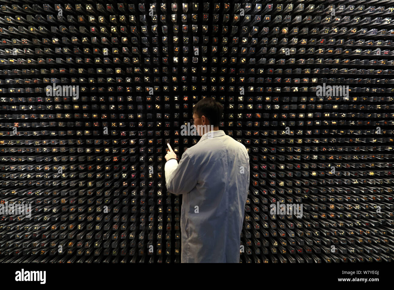 Un ricercatore cinese controlla i campioni di semi di piante a sud-ovest della Cina della Banca di Germoplasma di specie selvatiche istituito da Kunming Institute of Bot Foto Stock