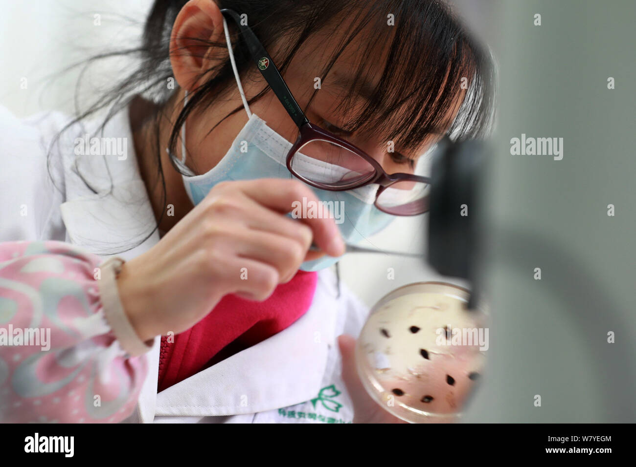 Un ricercatore cinese controlla la crescita di semi di piante a sud-ovest della Cina della Banca di Germoplasma di specie selvatiche istituito da Kunming Istituto di Botanica Foto Stock