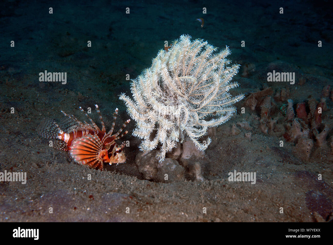 Zebra Turkeyfish (Dendrochirus zebra) appoggiato accanto a un crinoide durante il giorno. Lembeh strait, Nord Sulawesi, Indonesia. Foto Stock