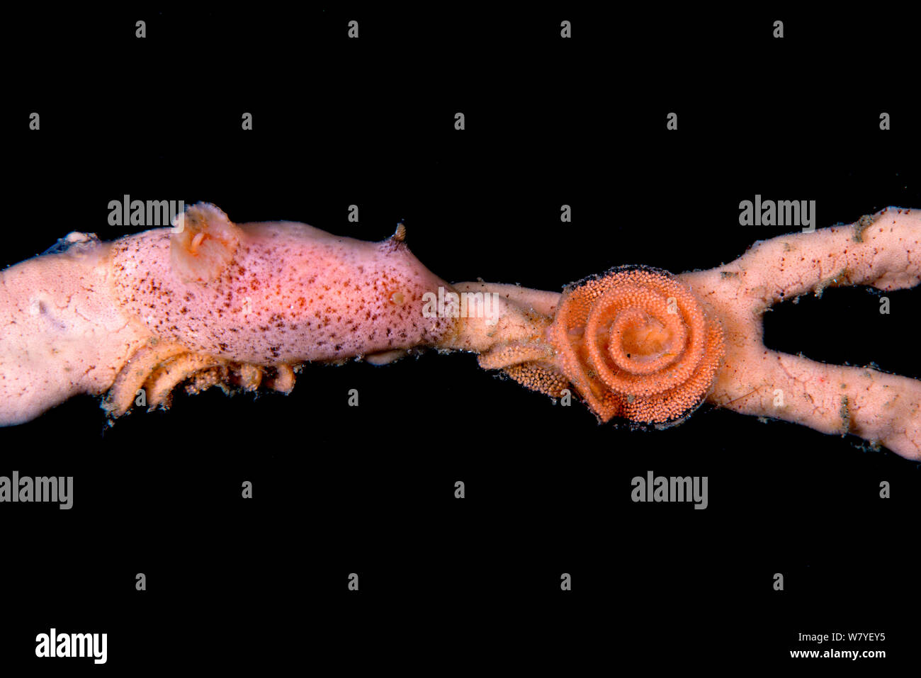 Dorid nudibranch Rostanga (sp) che stabilisce il suo nastro di uovo, mimetizzata su una spugna rosa. Lembeh strait, Nord Sulawesi, Indonesia. Foto Stock