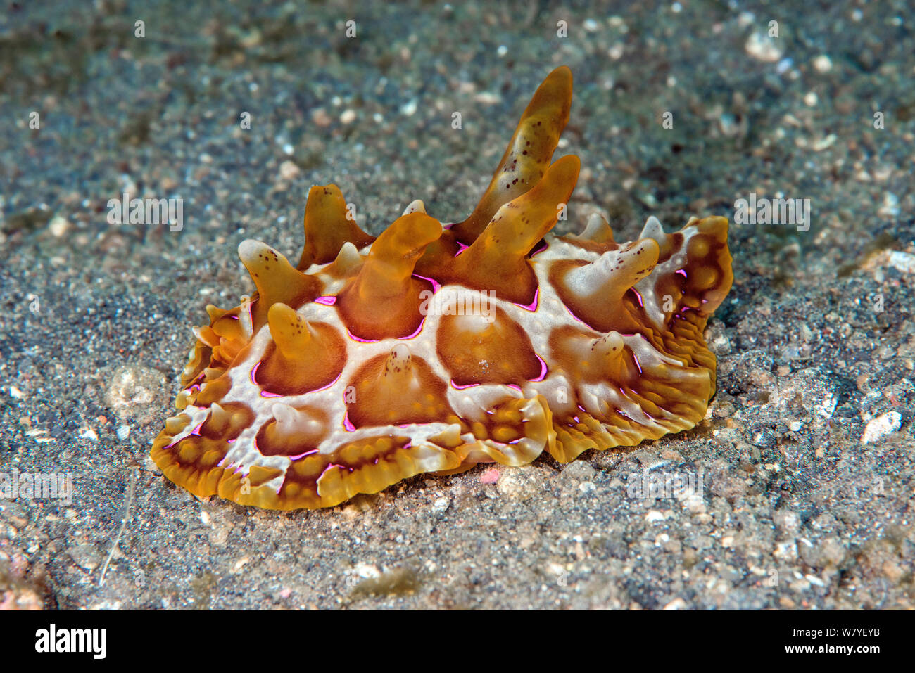 Side-senza branchie slug (Pleurobranchus mammalatus) Lembeh strait, Nord Sulawesi, Indonesia. Foto Stock