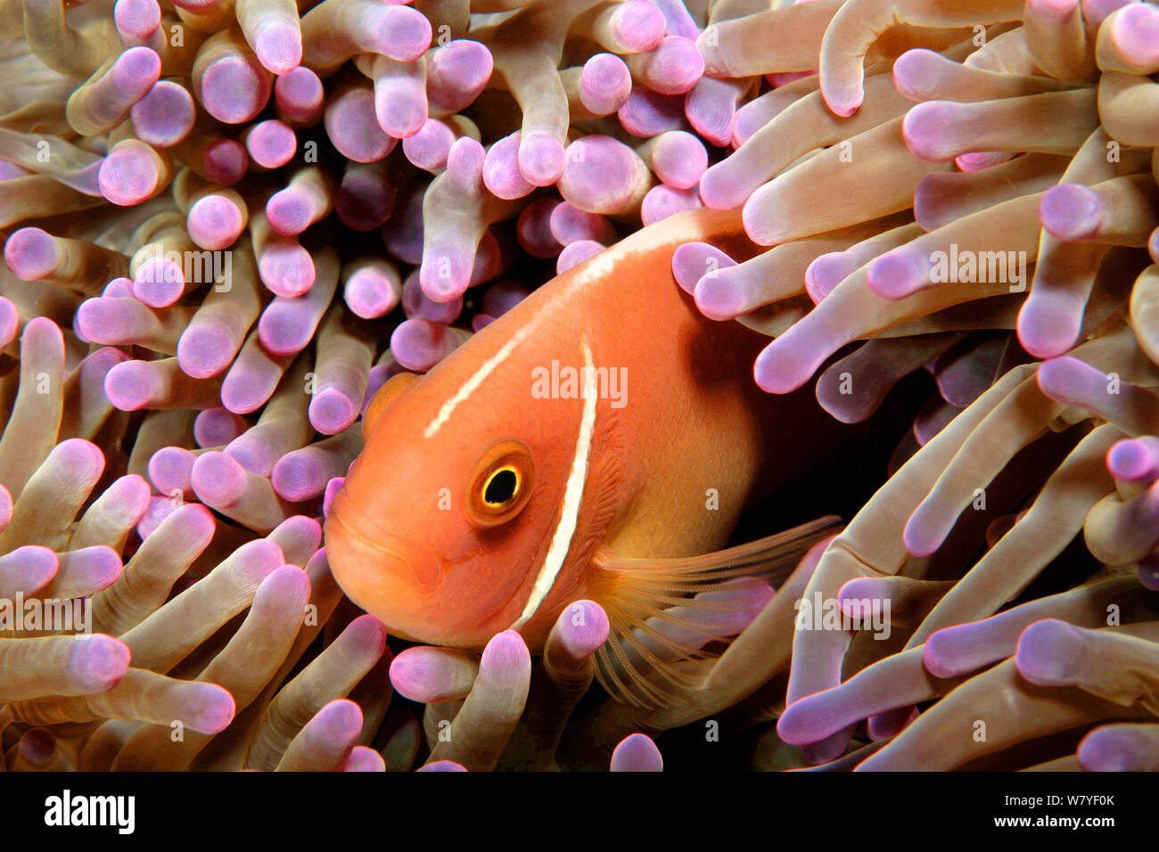 Rosa (anemonefish Amphiprion perideraion) nell'host (anemone Heteractis magnifica). Malaysia, sul Mare della Cina del Sud. Foto Stock