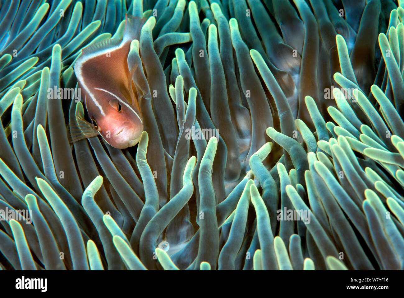 Rosa clownfish (Amphiprion perideraion) in host (anemone Heteractis crispa). Lembeh strait, Nord Sulawesi, Indonesia. Foto Stock