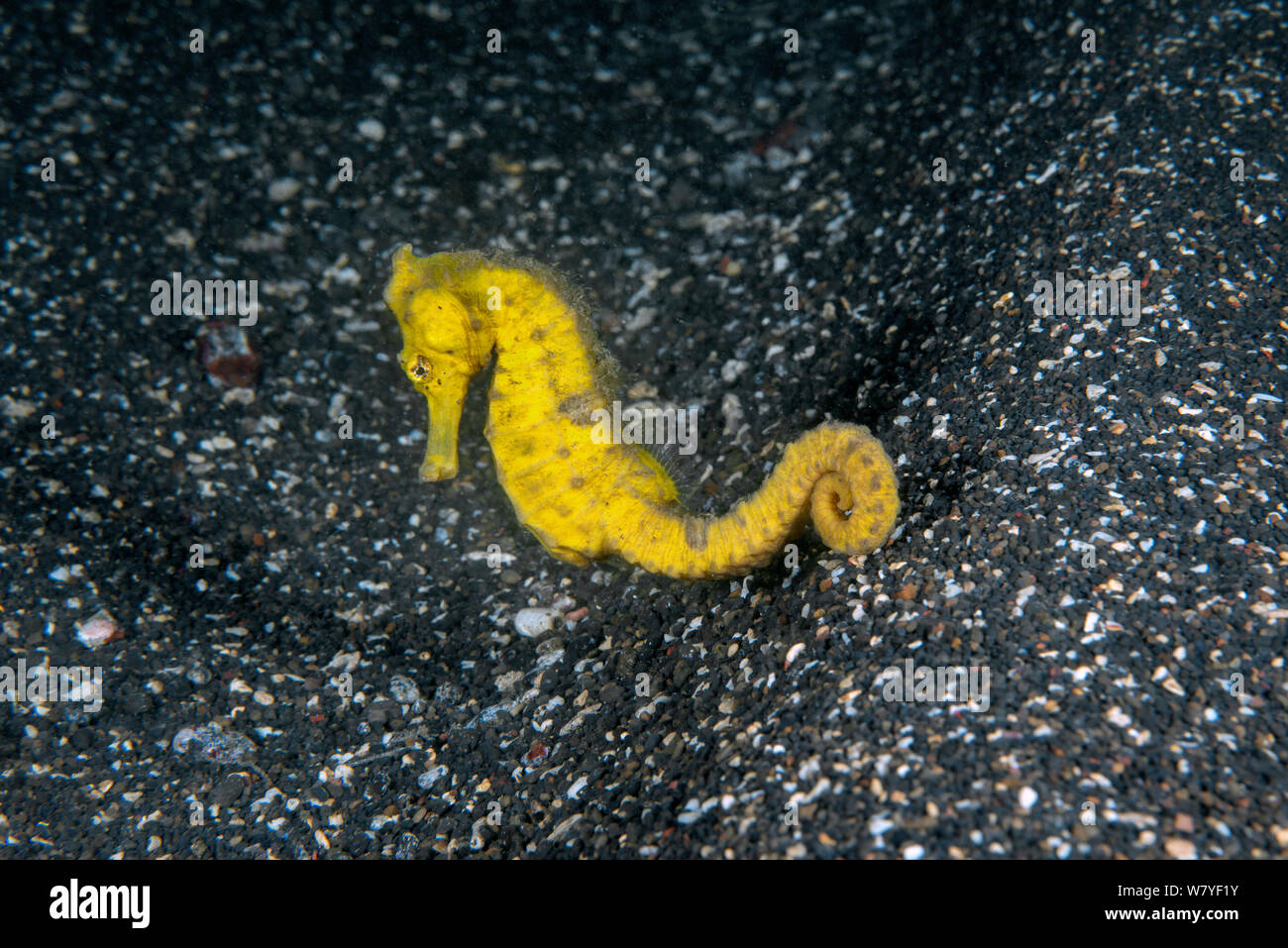 Estuario cavalluccio marino (Hippocampus kuda) femmina adulta, Lembeh strait, Nord Sulawesi, Indonesia. Foto Stock