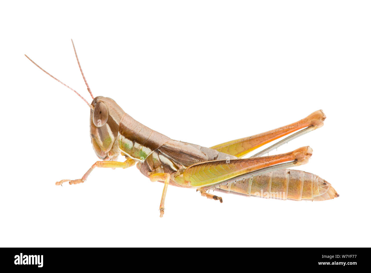 Flying Tolgadia grasshopper (Tolgadia bivittata) Ninfa, Queensland, Australia. meetyourneighbors.net progetto Foto Stock