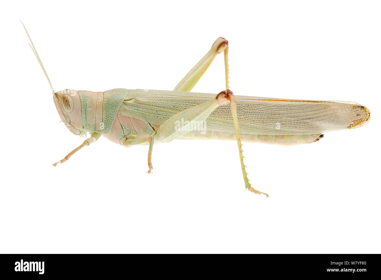 Cavalletta verde Pardillana (sp), Danimarca Shire, Warren Bioregion, Western Australia. meetyourneighbors.net progetto Foto Stock