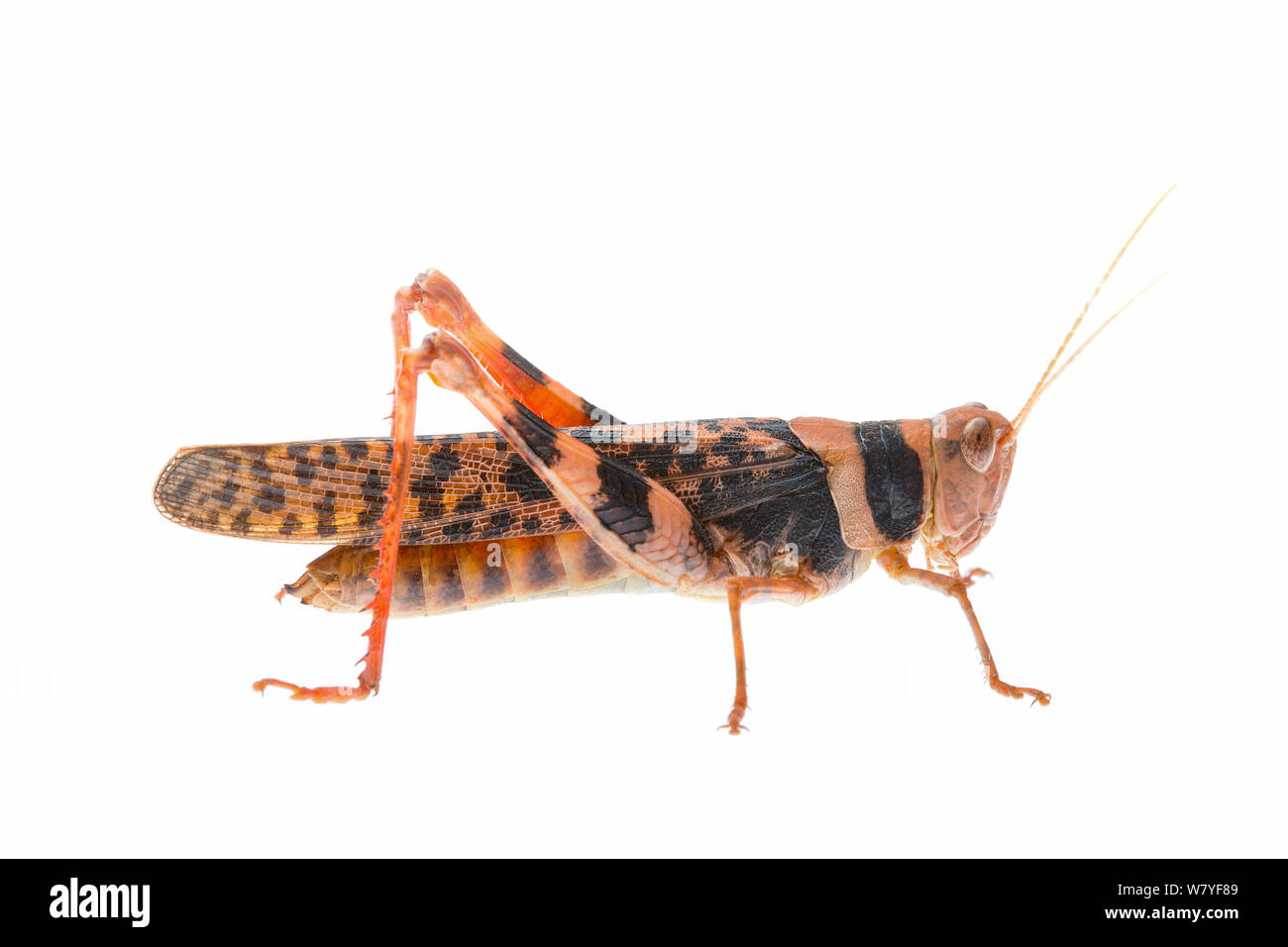 Leopard grasshopper Stropis (sp), Meekatharra Shire, Gascoyne Bioregion, Western Australia. meetyourneighbors.net progetto Foto Stock