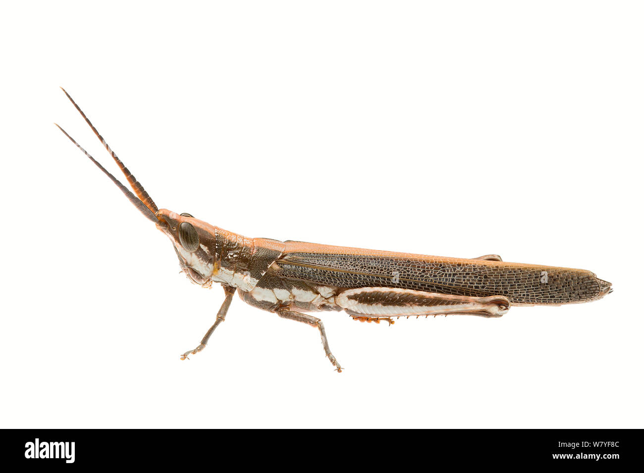 Gradevoli grasshopper (Erythropomala amaena), Meekatharra Shire, Gascoyne Bioregion, Western Australia. meetyourneighbors.net progetto Foto Stock