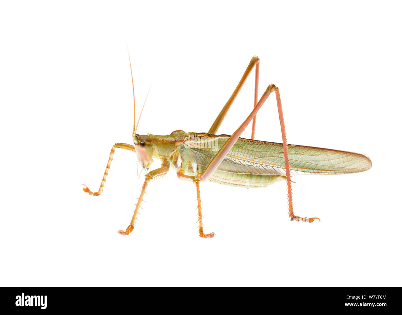 Luccicante Yullandria (Yullandria lawagimana), Meekatharra Shire, Gascoyne Bioregion, Western Australia. meetyourneighbors.net progetto Foto Stock