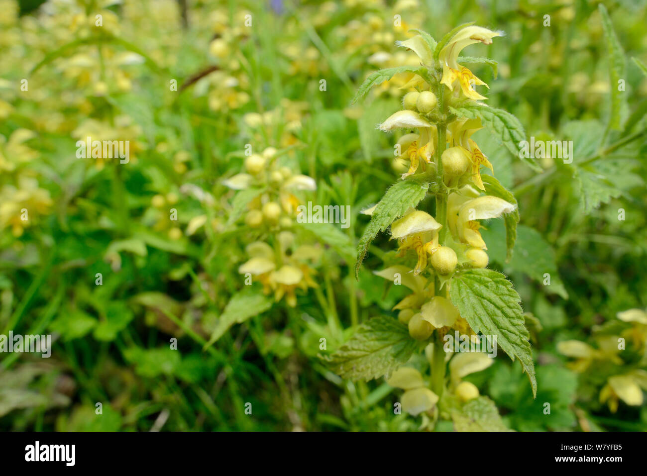 Stand denso di colore giallo arcangelo (Lamium galeobdolum) fioritura in una radura del bosco, GWT inferiore riserva boschi, Gloucestershire, Regno Unito, maggio. Foto Stock