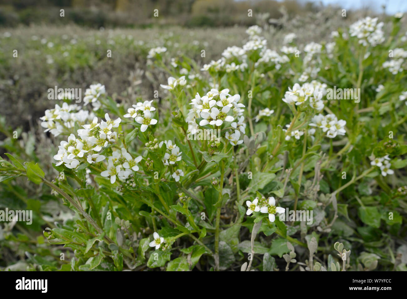 Inglese lo scorbuto-erba / a lungo lasciato lo scorbuto erba (Cochlearia anglica) fioritura su saltmarsh accanto a un torrente di marea, Camel estuary, St Albans, Cornwall, Regno Unito, Aprile. Foto Stock