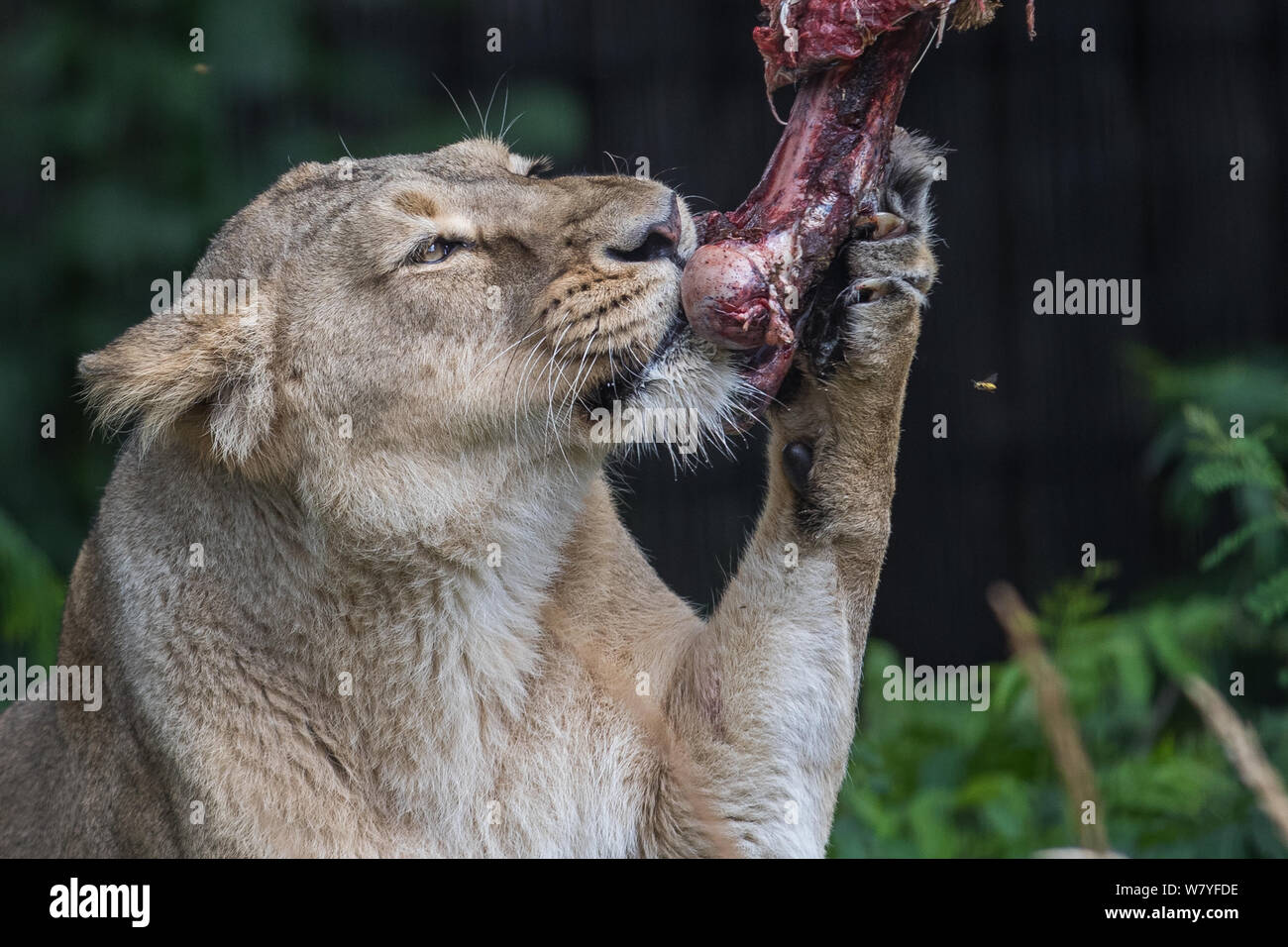 Londra, Regno Unito. Il 7 agosto, 2019. ZSL London Zoo leone asiatico viene dato un altalena gigante per celebrare il mondo Lion giorno 2019 Credit: Phil Lewis/SOPA Immagini/ZUMA filo/Alamy Live News Foto Stock