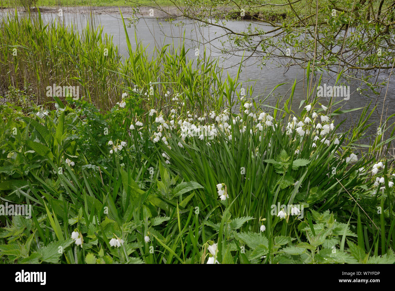 In estate il simbolo del fiocco di neve / Loddon lily (Leucojum aestivum) ammassarsi fioritura sul bosco umido sul bordo di un argine, Wiltshire, Regno Unito, Aprile. Foto Stock