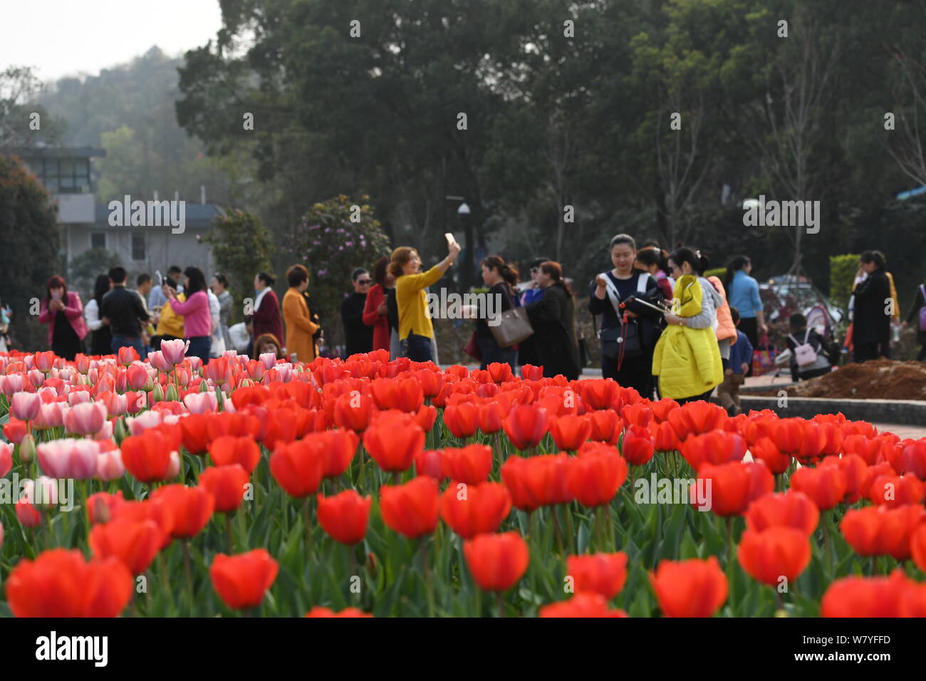 Visitatori cinesi di scattare foto a un enorme a forma di rosa tulip garden di Changsha city, centrale provincia cinese di Hunan, 8 marzo 2017. Il giardino si estende un Foto Stock