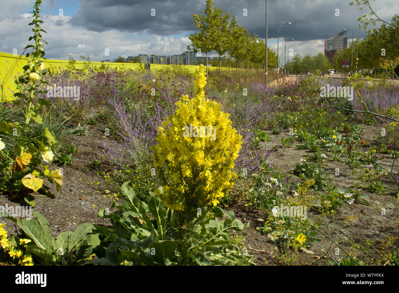 Miscela di piante fiorite compresi Mullein (Molène) piantato per attrarre le api in ex terreni abbandonati che circonda lo stadio Olimpico. Queen Elizabeth Olympic Park, Stratford, Londra, Inghilterra, Regno Unito, Agosto 2014. Foto Stock