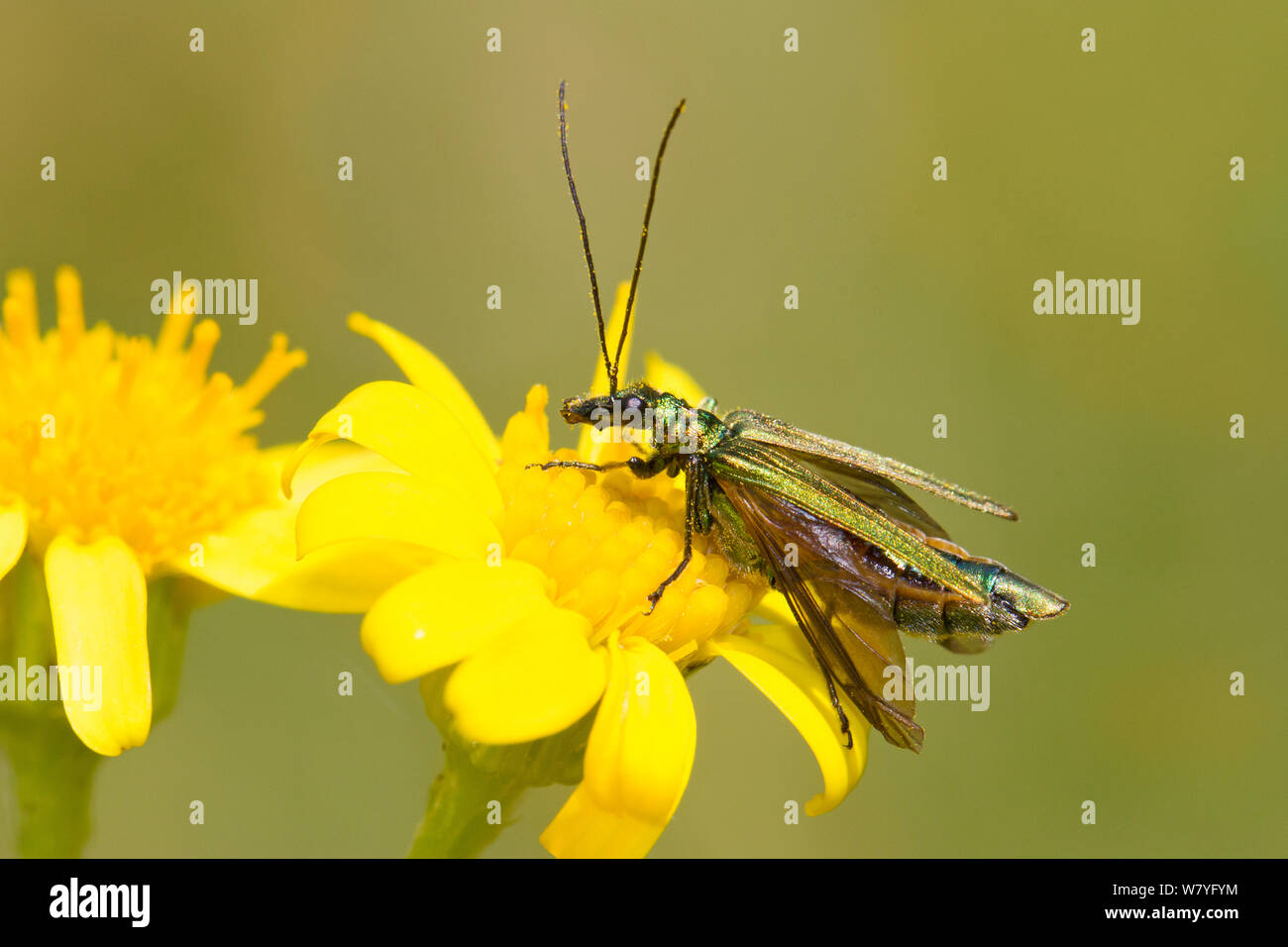 Spessore femmina-impastare il fiore beetle (Oedemera nobilis) in fase di riscaldamento sulla comune erba tossica, Brockley cimitero, Lewisham, a sud-est di Londra, Inghilterra, Regno Unito, Giugno. Foto Stock