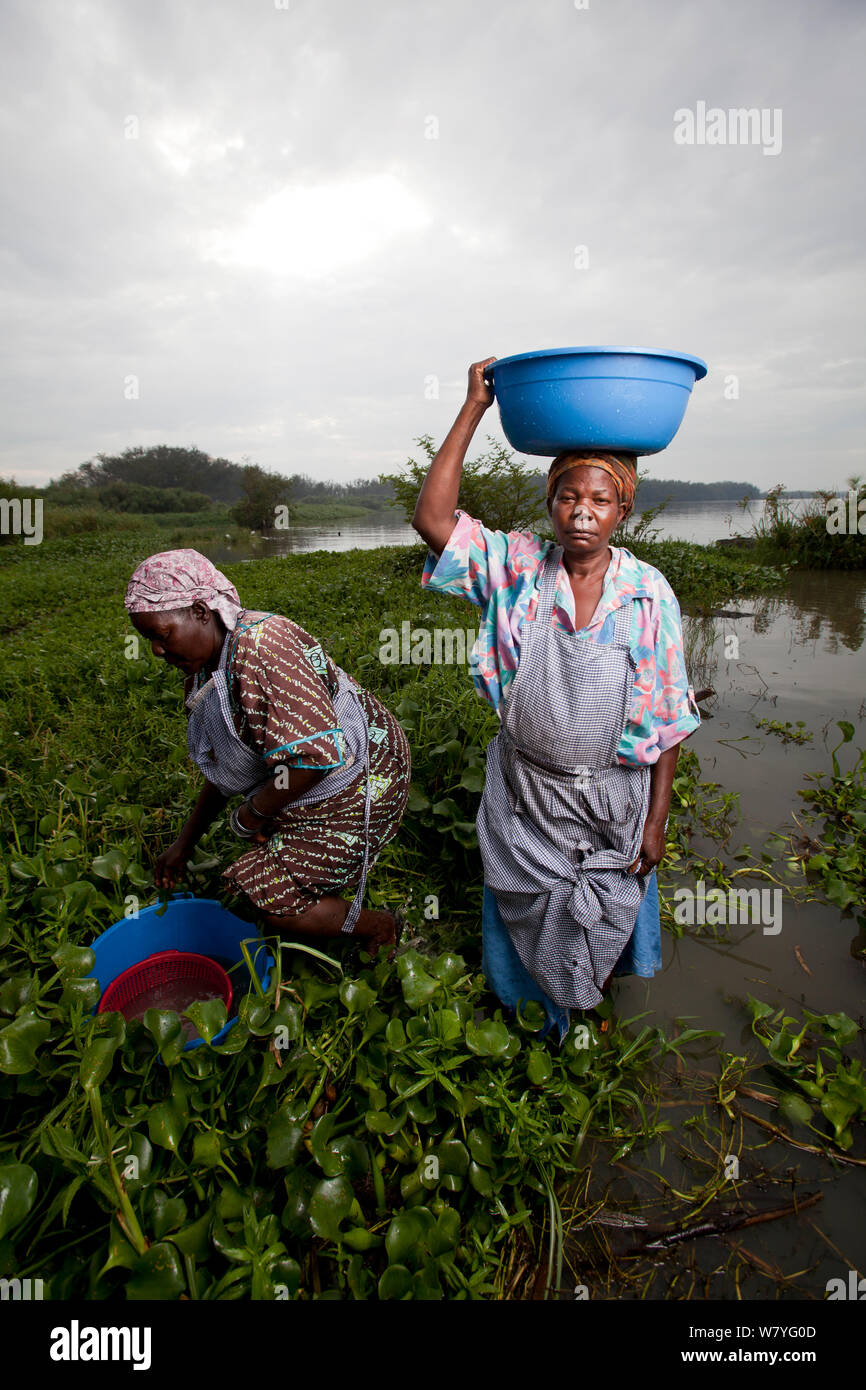 Le donne che trasportano in plastica ciotola di lavaggio sulla testa wade attraverso invasiva giacinto di acqua (Eichhornia crassipes) per raggiungere il lago di bordo, Kisumu regione, il lago Victoria, Kenya Foto Stock