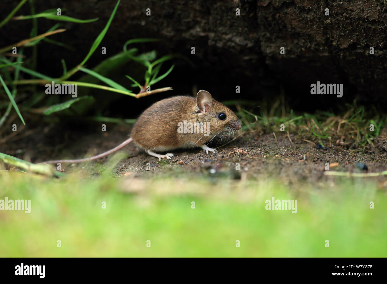 Mouse di legno (Apodemus sylvaticus) Norfolk, Inghilterra, Regno Unito, Giugno. Foto Stock