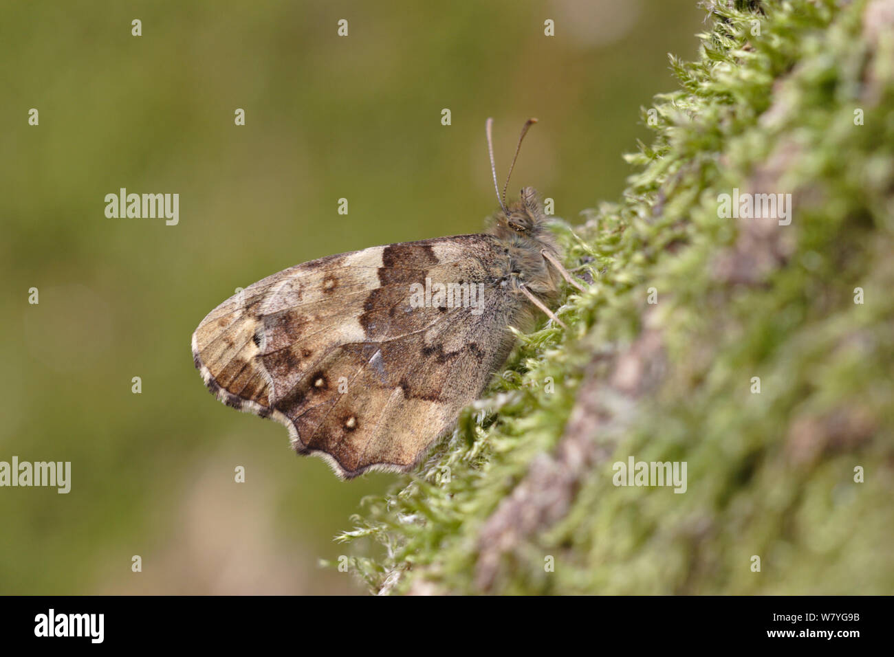 Chiazzato di legno (farfalla Pararge aegeria) Buxton Heath, Norfolk, Regno Unito, Aprile. Foto Stock