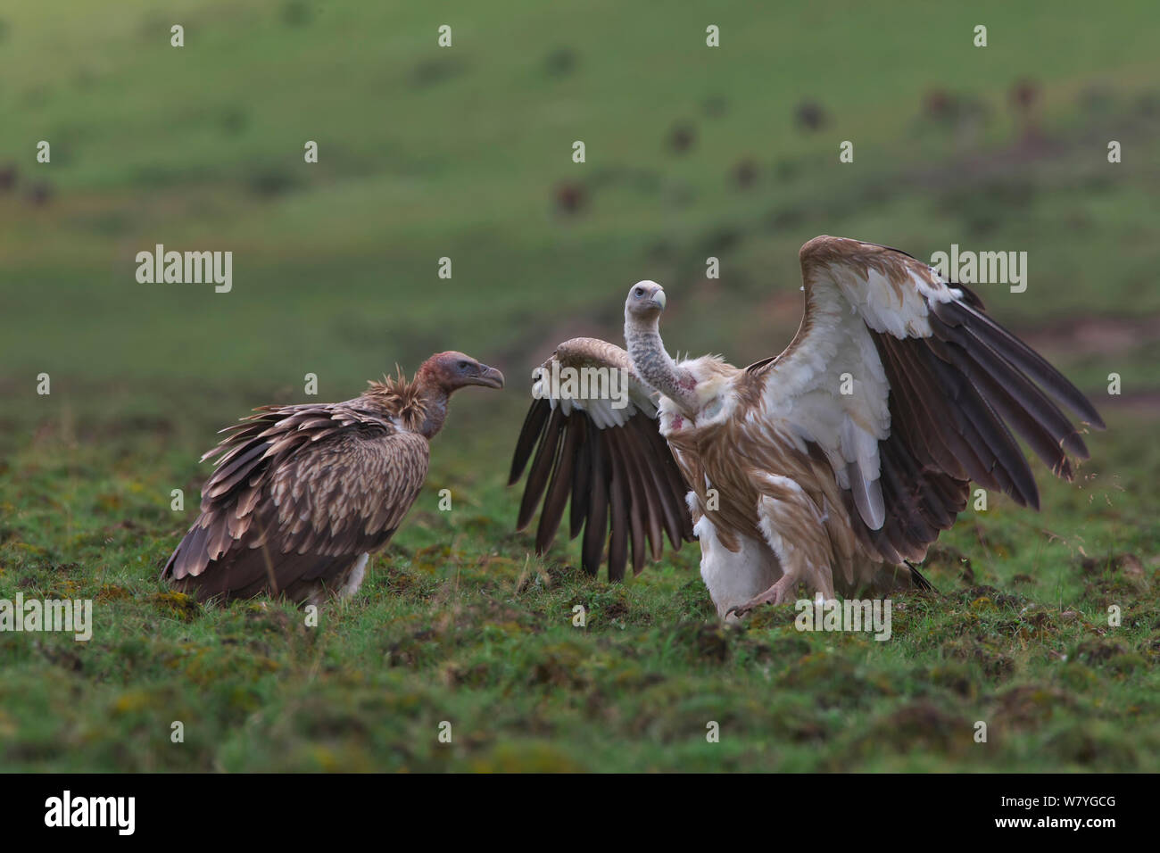 L'Himalayan grifoni (Gyps himalayensis) uno con ali stirata, Ruoergai Riserva Naturale Nazionale, nella provincia di Sichuan, in Cina, Agosto., gennaio. Foto Stock