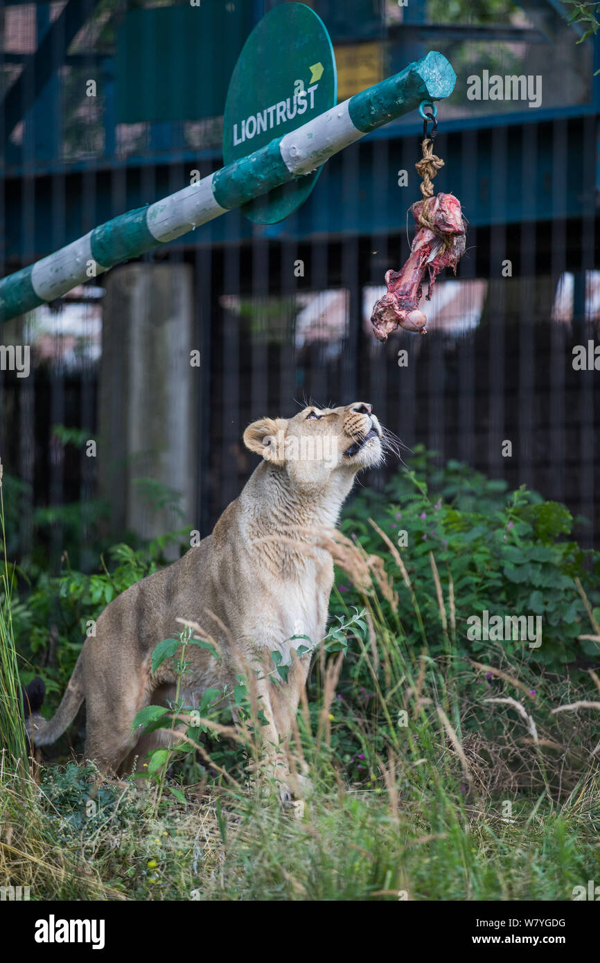 Londra, Regno Unito. Il 7 agosto, 2019. ZSL London Zoo leone asiatico viene dato un altalena gigante per celebrare il mondo Lion giorno 2019 Credit: Phil Lewis/SOPA Immagini/ZUMA filo/Alamy Live News Foto Stock