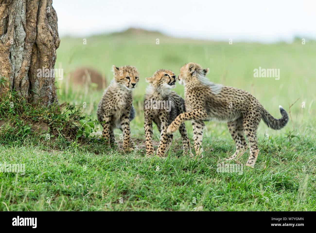 Ghepardo (Acinonyx jubatus) 4 mese cubs giocando, Masai Mara Game Reserve, Kenya, Ottobre. Foto Stock