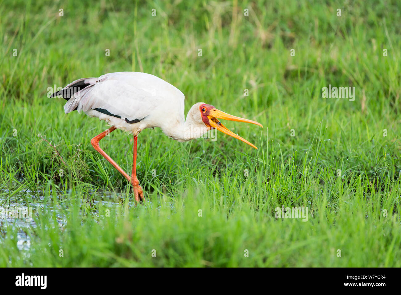 Ibis Tantale (Mycteria ibis) pesca, Masai Mara Game Reserve, Kenya, Ottobre. Foto Stock
