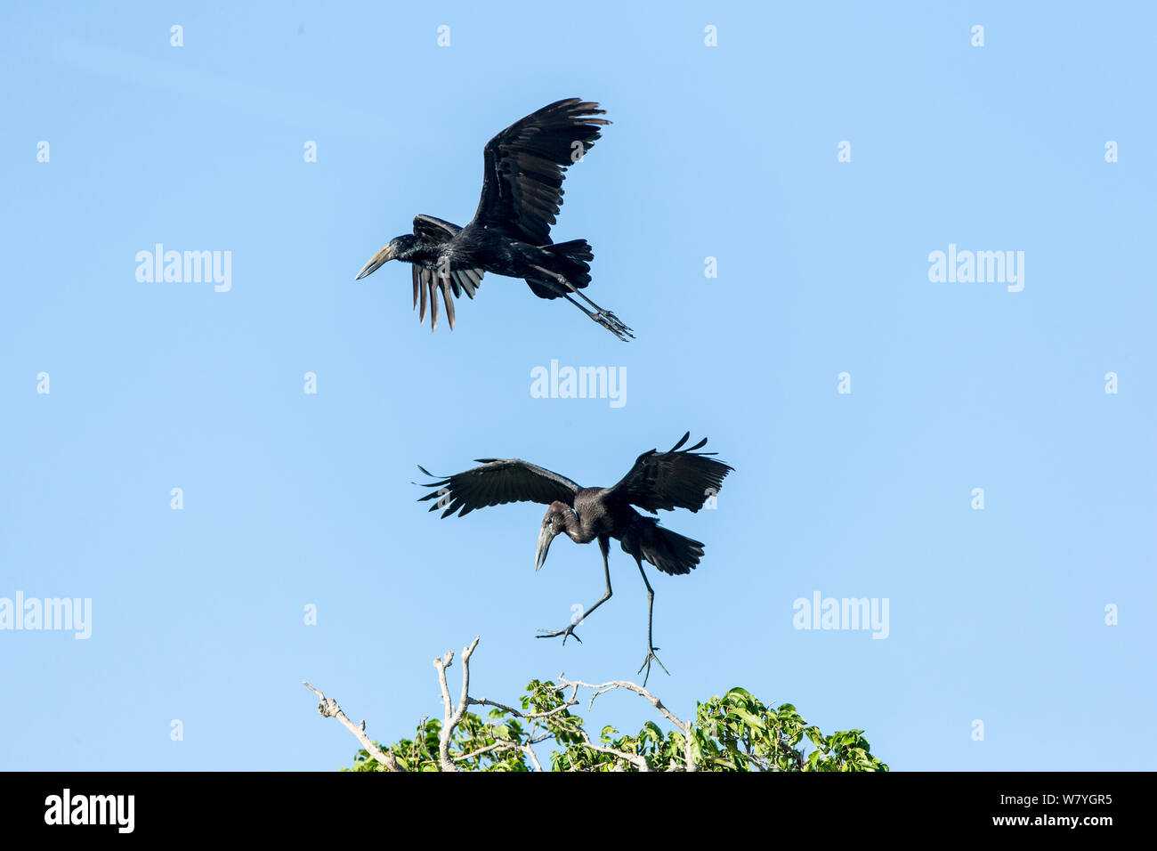 Aprire fatturati stork (Anastomus lamelligerus) Visualizzazione, Masai Mara Game Reserve, Kenya, Ottobre. Foto Stock