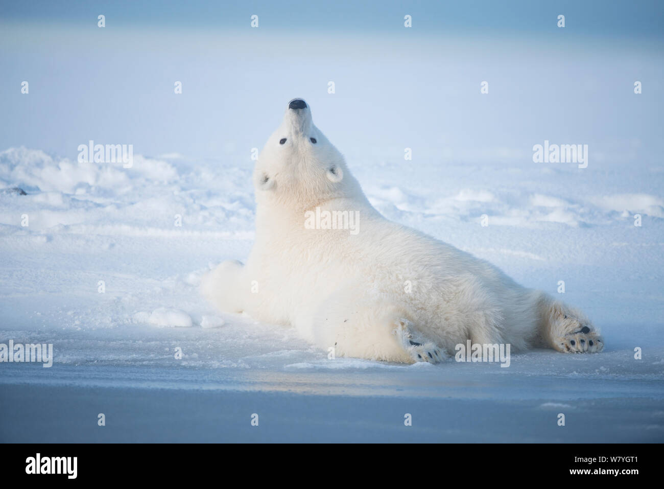 Orso polare (Ursus maritimus) giovani portano in appoggio e guardando in alto, sulla confezione appena formata ghiaccio durante l'autunno congelarsi, Beaufort Sea, off costa artica, Alaska Foto Stock