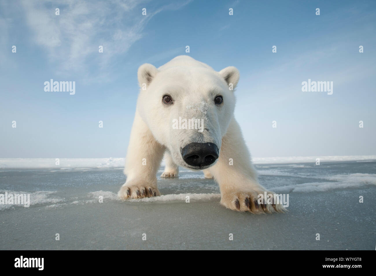 Orso polare (Ursus maritimus) curioso giovani portano gli approcci più recente pacchetto di formazione di ghiaccio durante l'autunno congelarsi, Beaufort Sea, off costa artica, Alaska Foto Stock