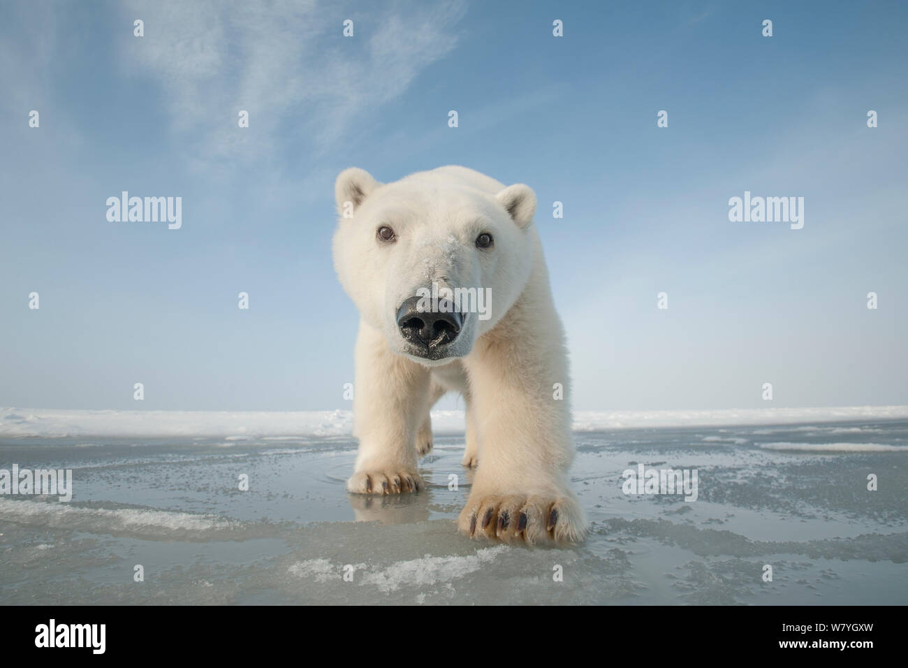 Orso polare (Ursus maritimus) curioso orso giovani si avvicinano più recente pacchetto di formazione di ghiaccio durante l'autunno congelarsi, Beaufort Sea, off costa artica, Alaska Foto Stock