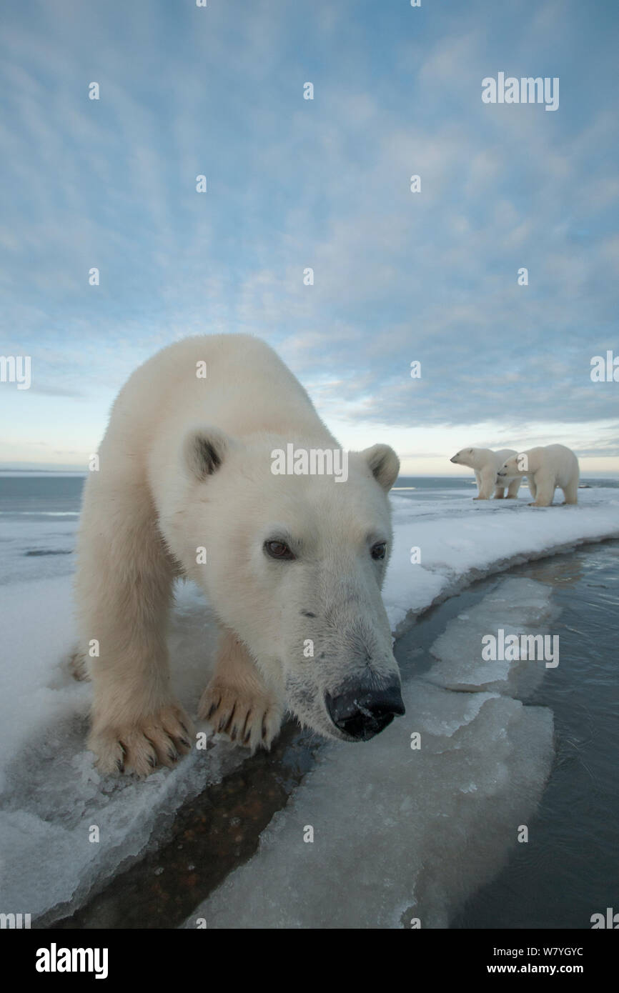 Orso polare (Ursus maritimus) curioso giovani portano avvicinando la fotocamera, sul nuovo pacchetto di formazione di ghiaccio durante l'autunno congelarsi, Beaufort Sea, off costa artica, Alaska Foto Stock