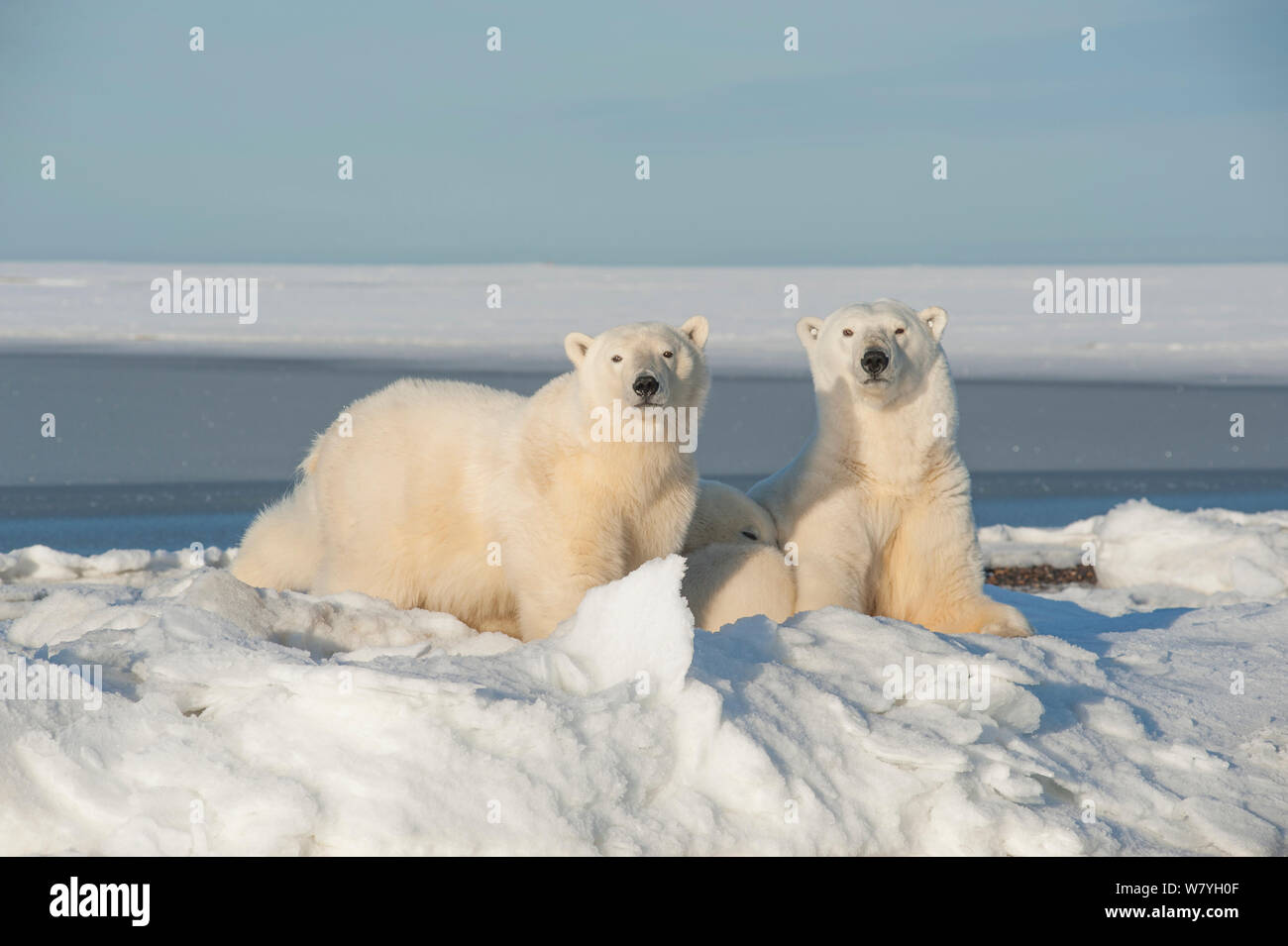Orso polare (Ursus maritimus) seminare con due giovani resto lungo la confezione appena formata ghiaccio durante l'autunno congelarsi, Beaufort Sea, off costa artica, Alaska Foto Stock
