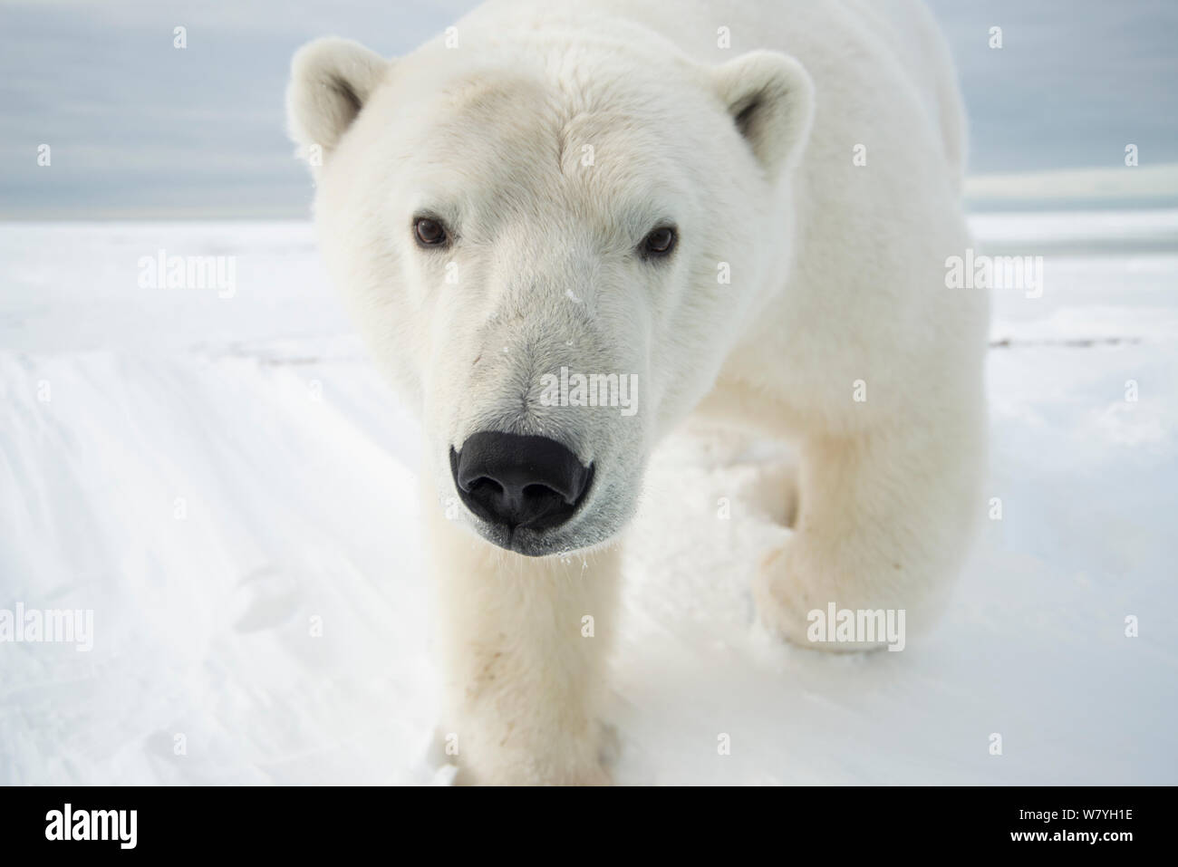 Orso polare (Ursus maritimus) curioso giovani portano avvicinando sulla confezione appena formata ghiaccio durante l'autunno congelarsi, Beaufort Sea, off costa artica, Alaska Foto Stock
