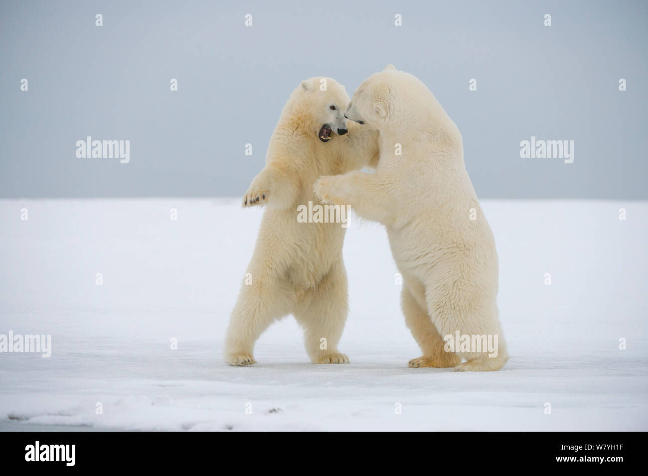 Orso polare (Ursus maritimus) due giovani adulti giocare combattimenti sulla confezione appena formata ghiaccio durante l'autunno congelarsi, Beaufort Sea, off costa artica, Alaska Foto Stock