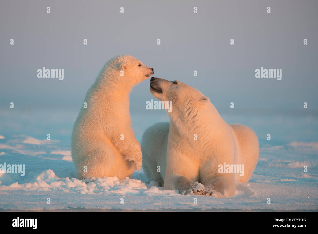 Orso polare (Ursus maritimus) seminare con i capretti resto sulla confezione appena formata ghiaccio durante l'autunno congelarsi, Beaufort Sea, off costa artica, Alaska Foto Stock
