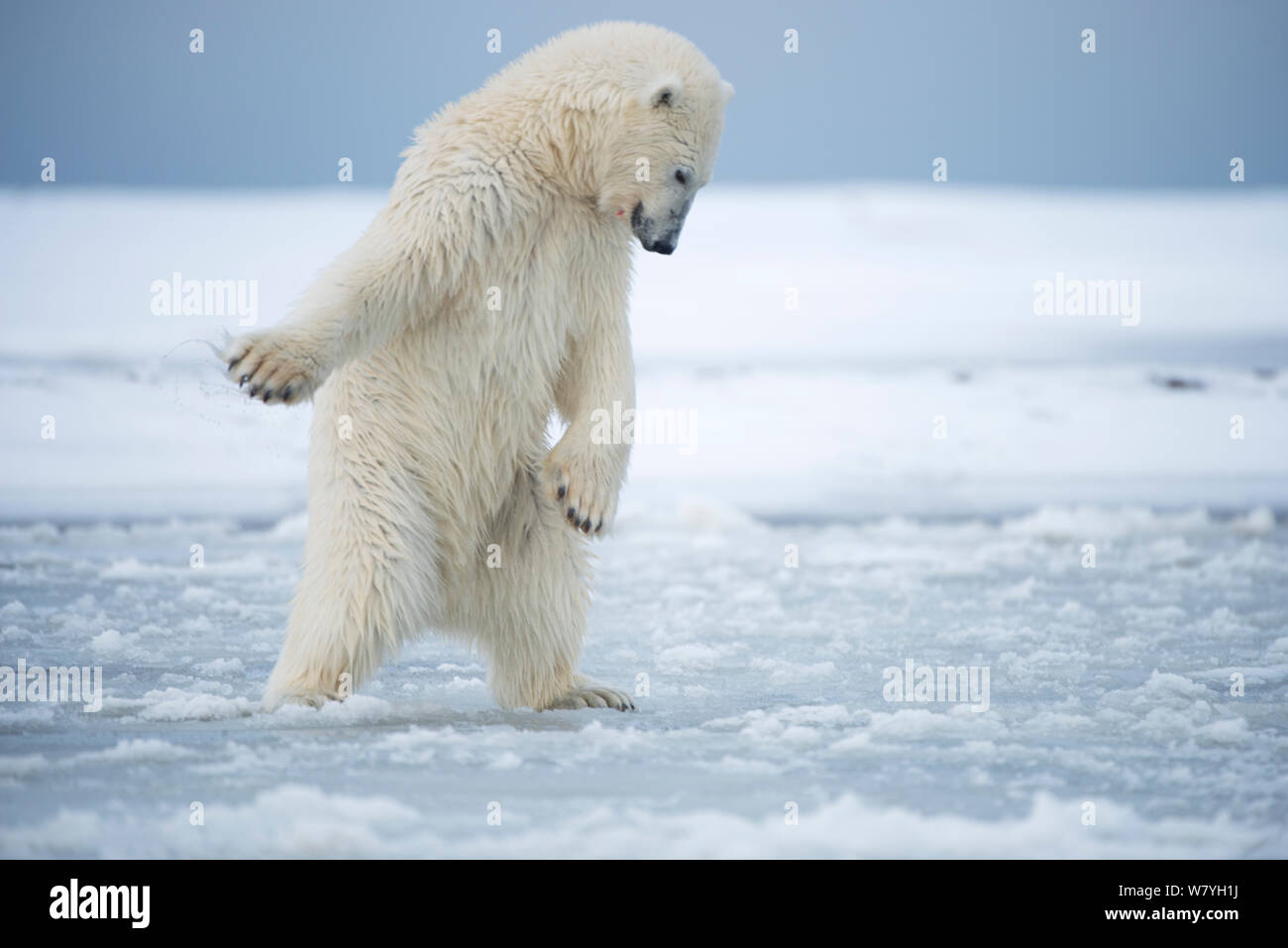 Orso polare (Ursus maritimus) giovani portano cercando di pound un foro nel nuovo pacchetto di formazione di ghiaccio durante l'autunno congelarsi, Beaufort Sea, off costa artica, Alaska Foto Stock