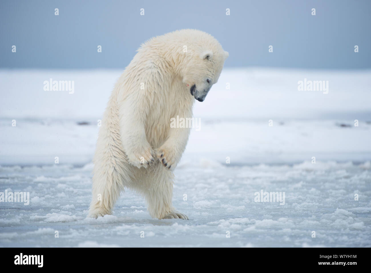 Orso polare (Ursus maritimus) giovani portano cercando di pound un foro nel nuovo pacchetto di formazione di ghiaccio durante l'autunno congelarsi, Beaufort Sea, off costa artica, Alaska Foto Stock