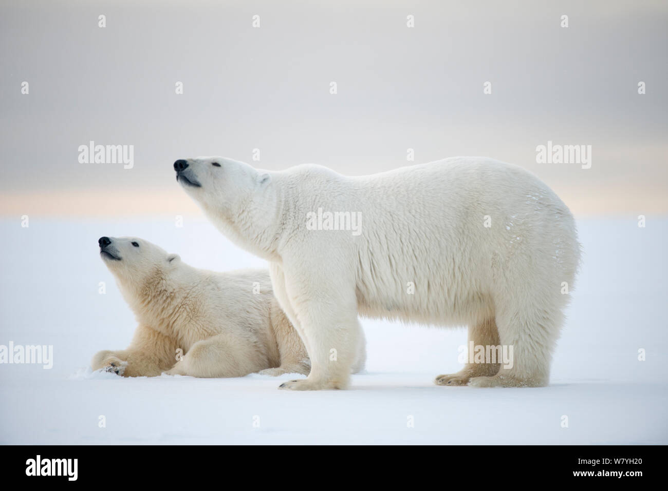 Orso polare (Ursus maritimus) motherwith capretti in appoggio sulla confezione appena formata ghiaccio durante l'autunno congelarsi, Beaufort Sea, off costa artica, Alaska Foto Stock