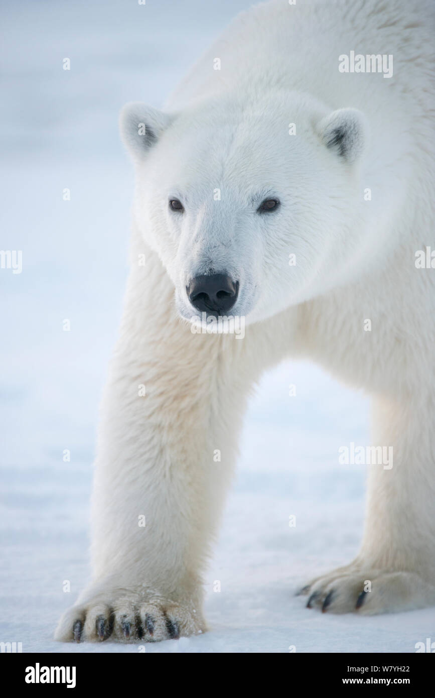 Orso polare (Ursus maritimus) profilo di una giovane donna cammina su confezione appena formata ghiaccio durante l'autunno congelarsi, Beaufort Sea, off costa artica, Alaska Foto Stock