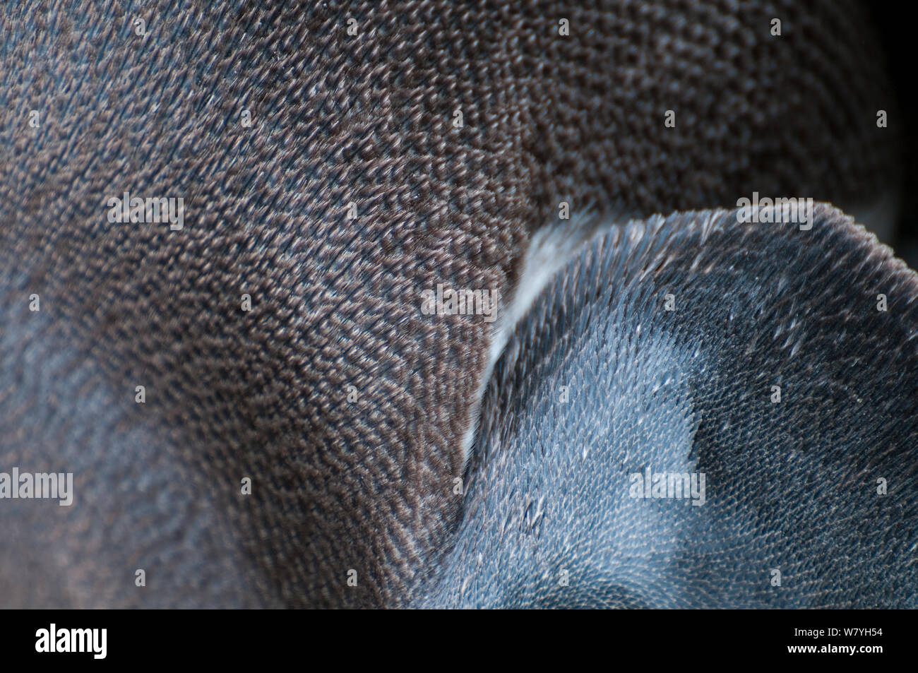 Pinguini Humboldt (Spheniscus Humboldti) close-up di piuma dettaglio. Tilgo isola, La Serena, Cile. Le specie vulnerabili. Foto Stock