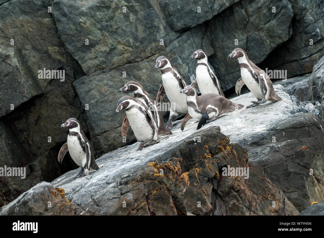 Pinguini Humboldt (Spheniscus Humboldti) gruppo raduno al sito di atterraggio. Tilgo isola, La Serena, Cile. Le specie vulnerabili. Foto Stock