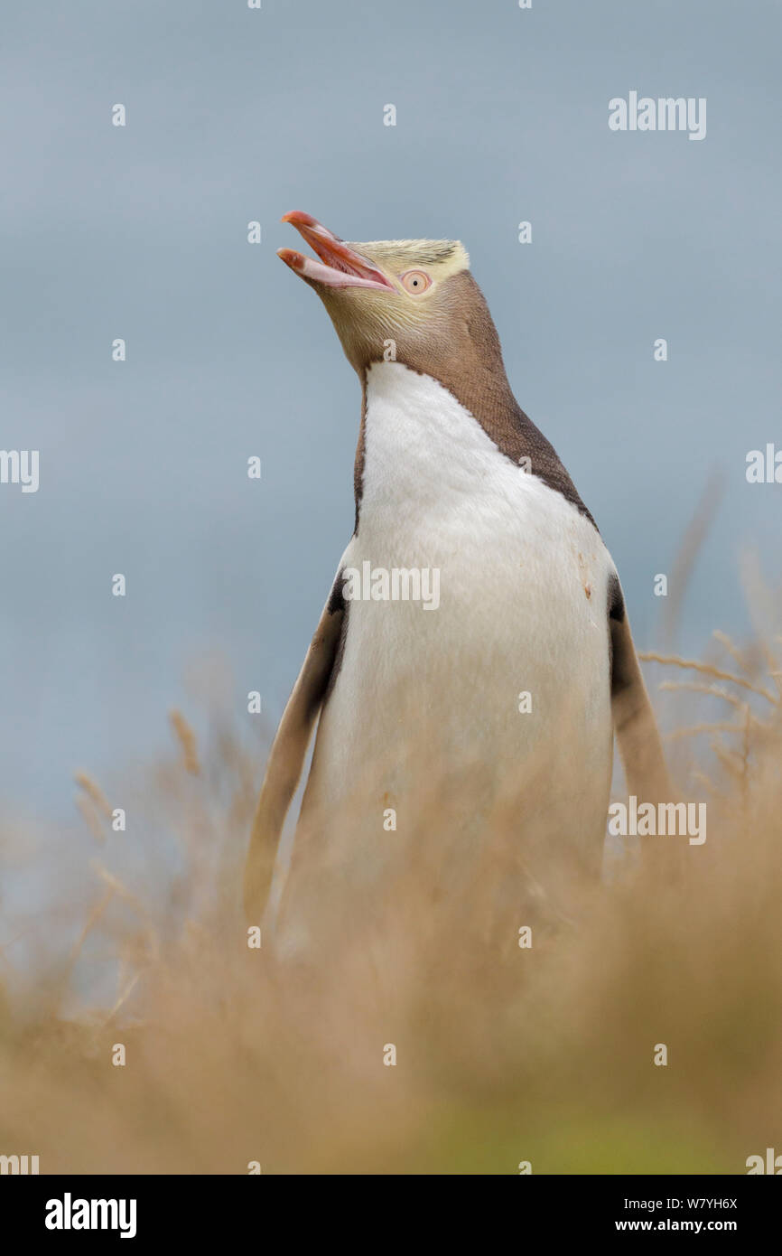 Giallo-eyed penguin (Megadyptes antipodes) in piedi in erba vocalising, con l'oceano sullo sfondo. Ritratto. Penisola di Otago, Otago, South Island, in Nuova Zelanda. Gennaio. Foto Stock