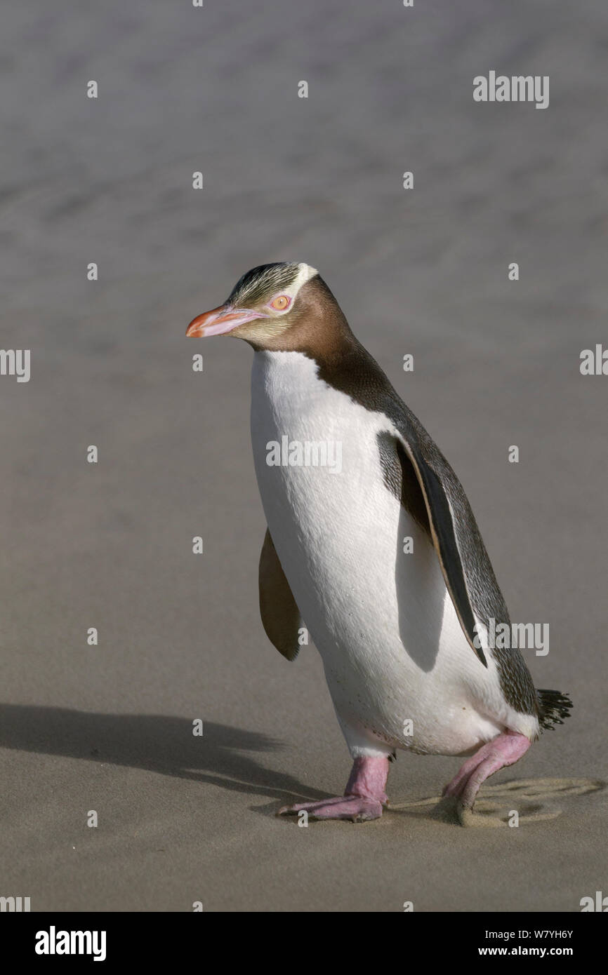 Giallo-eyed penguin (Megadyptes antipodes) passeggiate sulla spiaggia tornando al nido. Penisola di Otago, Otago, South Island, in Nuova Zelanda. Gennaio. Specie in via di estinzione. Foto Stock