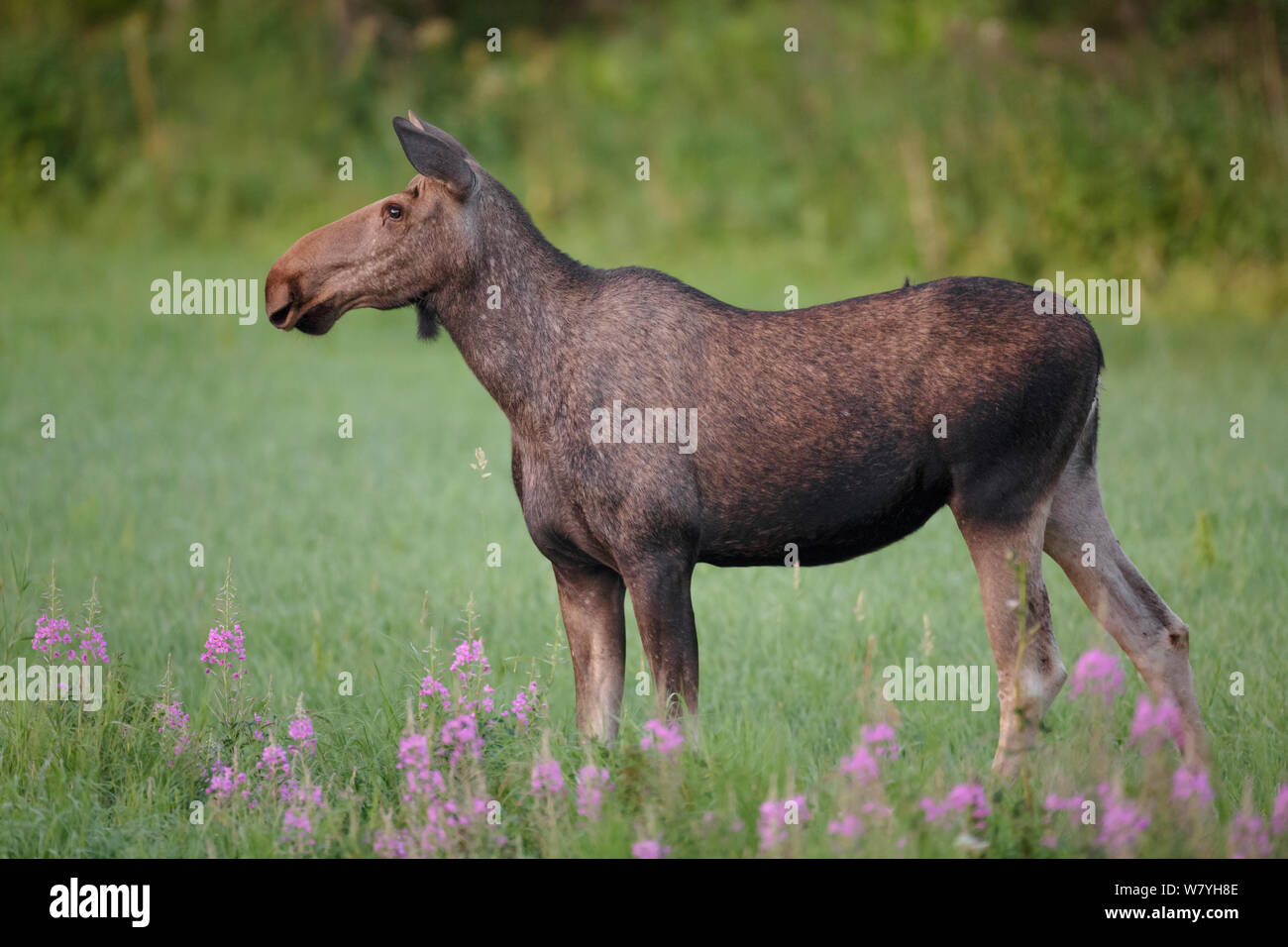 Alci femmina (Alces alces) in piedi in campo nelle prime ore del mattino. Nordland, Norvegia. Luglio. Foto Stock