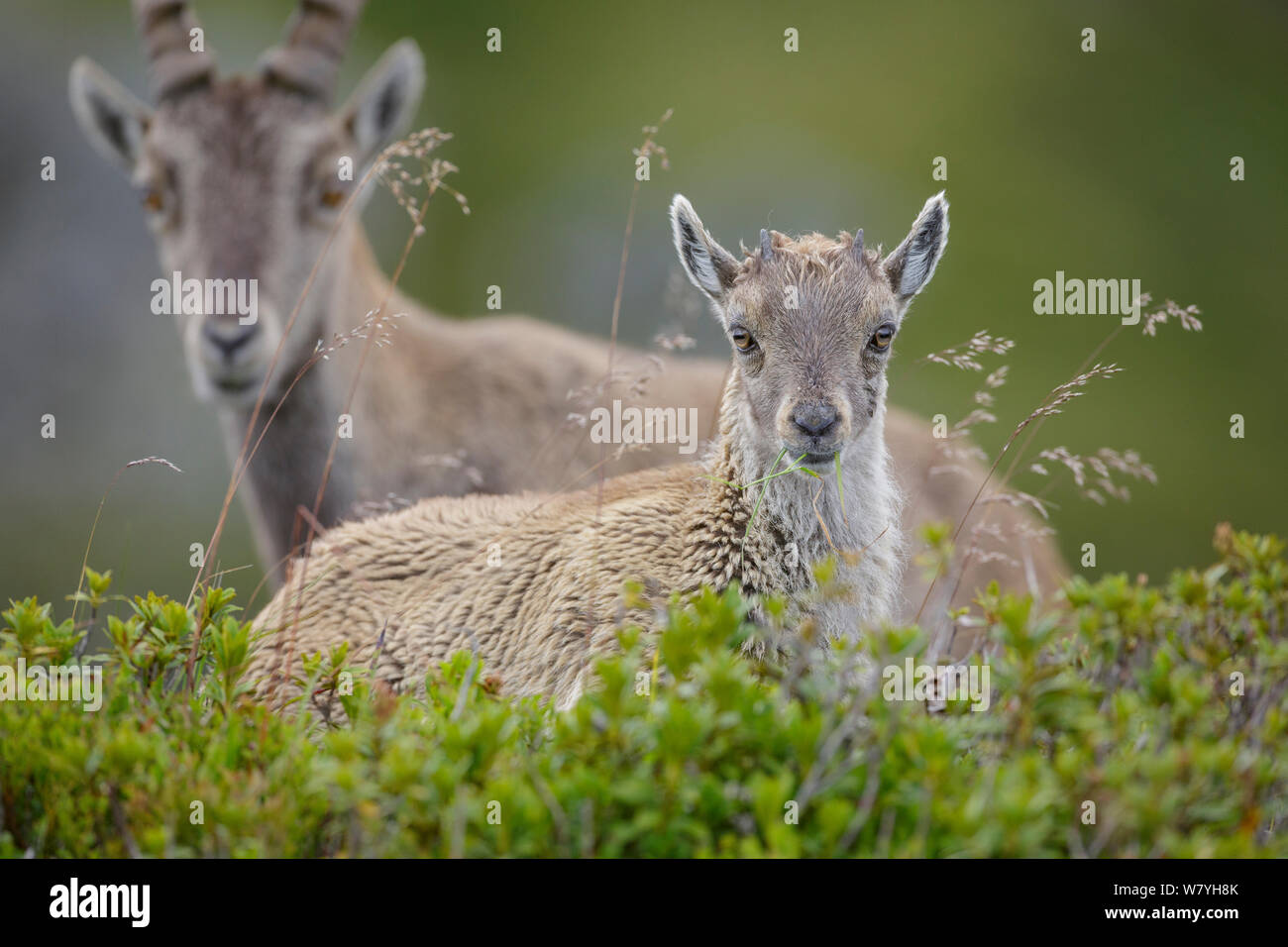 Giovane stambecco (Capra ibex) alimentazione con la madre in background. Ritratto. Alpi bernesi, Svizzera. Agosto. Foto Stock