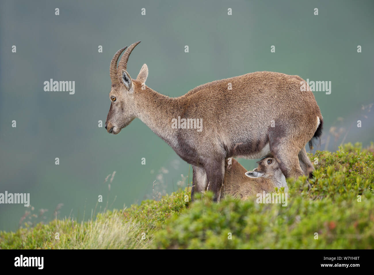 Femmina di stambecco (Capra ibex) vitello infermieristica. Alpi bernesi, Svizzera. Agosto. Foto Stock