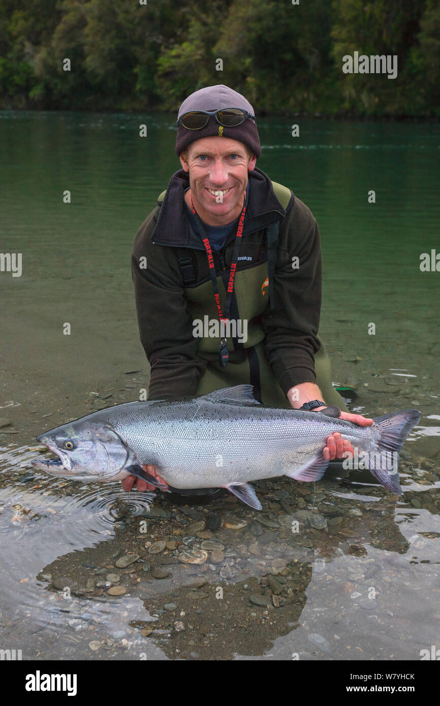 Fisherman tenere grandi Chinook / Re Salmoni (Oncorhynchus tshawytscha) Costa Ovest, Nuova Zelanda. Febbraio 2008. Modello rilasciato. Foto Stock