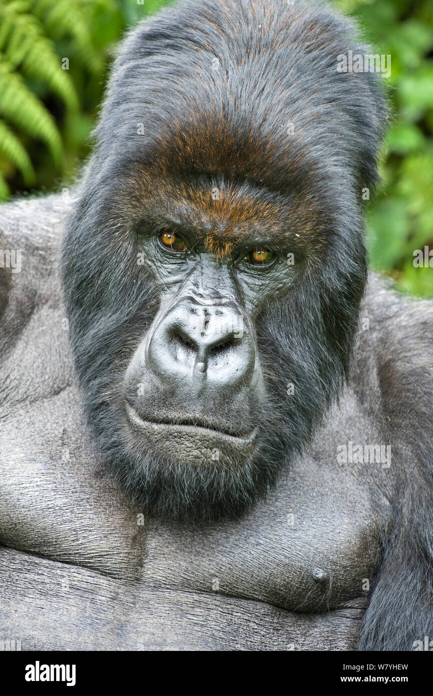 Gorilla di Montagna (beringei Gorilla Silverback) ritratto, Ruanda. Foto Stock